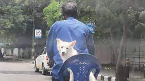 साइकिल पर कुत्ते के साथ सफर करने के लिए शख्स ने अपनाया देसी जुगाड़, वायरल  हो रही तस्वीरें | Man uses desi jugaad to travel with dog on cycle photos  viral on