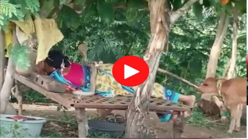 घर के अंजाम ने लेट रही महिला पर बैठा काळा नाग, वनकर्मियों की छूटी धूजणी 1