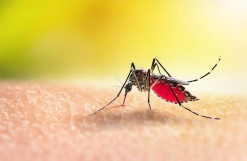 Dengue Prevention: The Power of Plant-Based Mosquito Repellents at Home